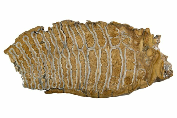 Polished Mammoth Molar Slice - South Carolina #335408